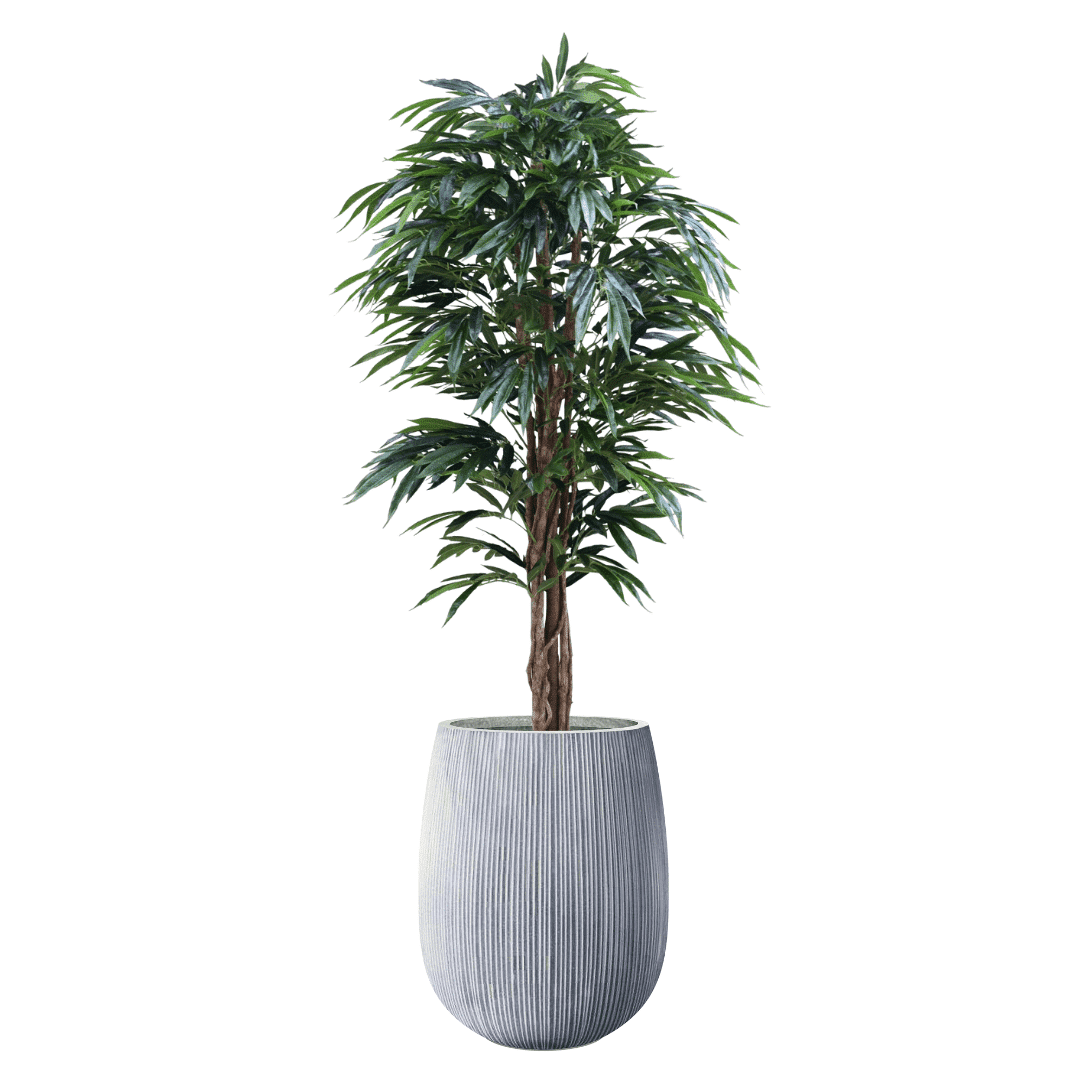 ערבה סנטוריני